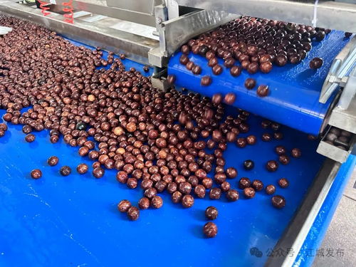 普洱江城堅(jiān)果加工廠(chǎng)投入運(yùn)營(yíng)，氫氟酸應(yīng)用引關(guān)注